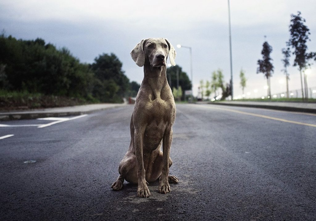 avvicinarsi a un cane