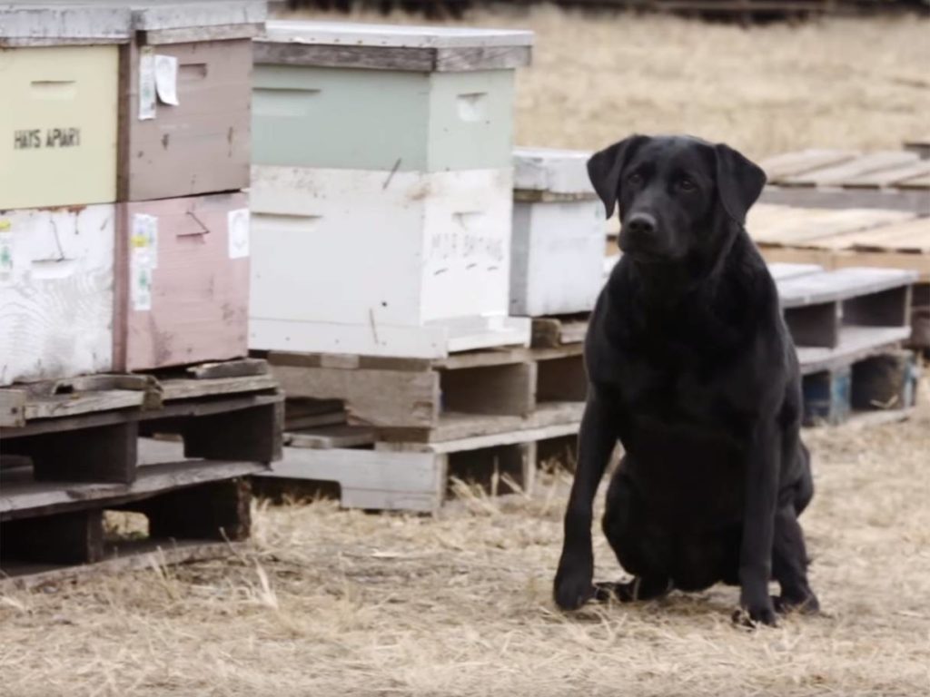 cani che aiutano le api