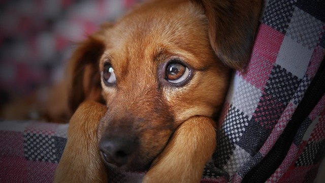 giochiamo con il cane