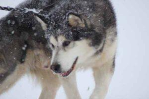 alaskan malamute