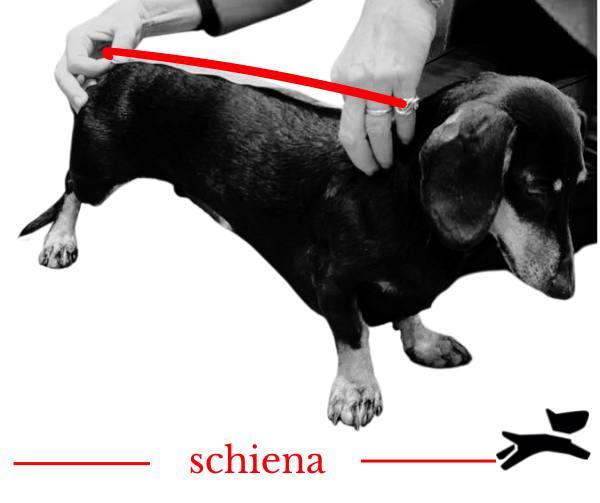 schiena