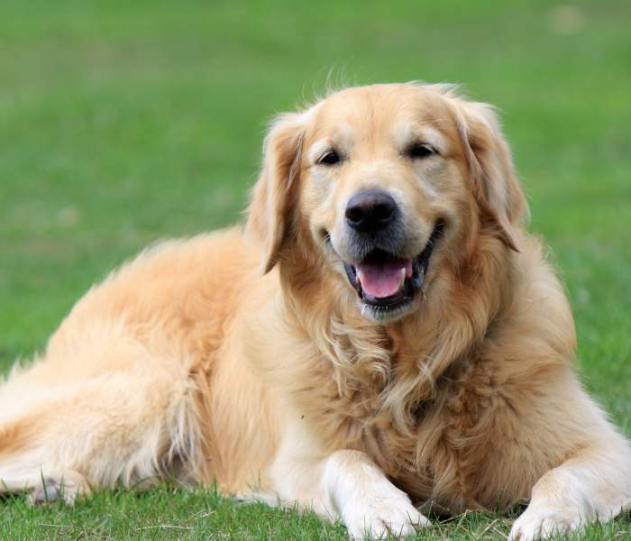 golden retriever