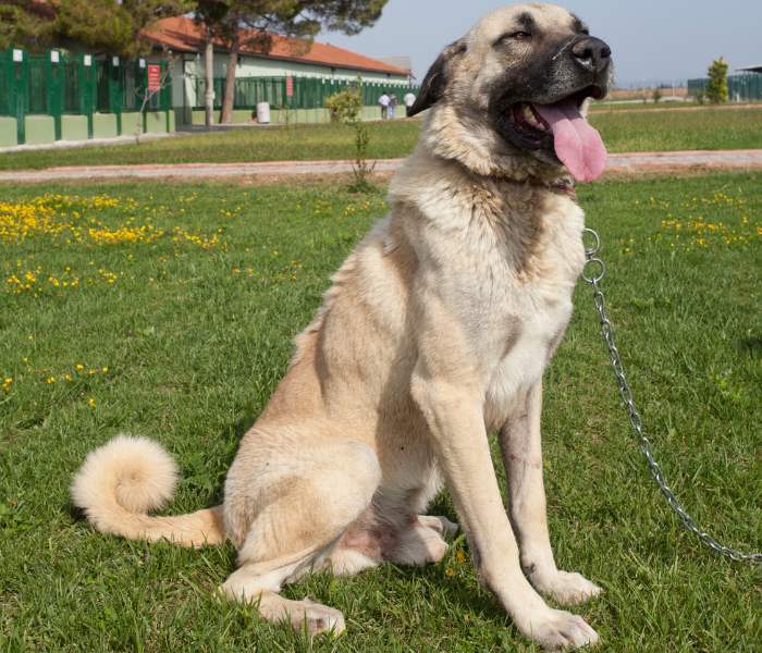kangal